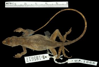 Media type: image;   Herpetology R-185617 Aspect: dorsal